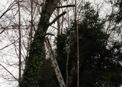 Affordable Tree Services