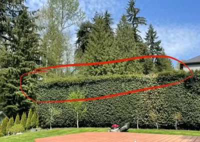 Incredible Tree Services