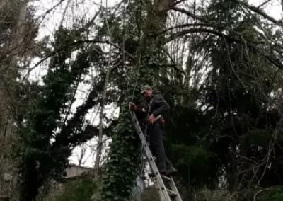 Local Tree Services