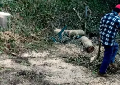 Trusted Tree Services